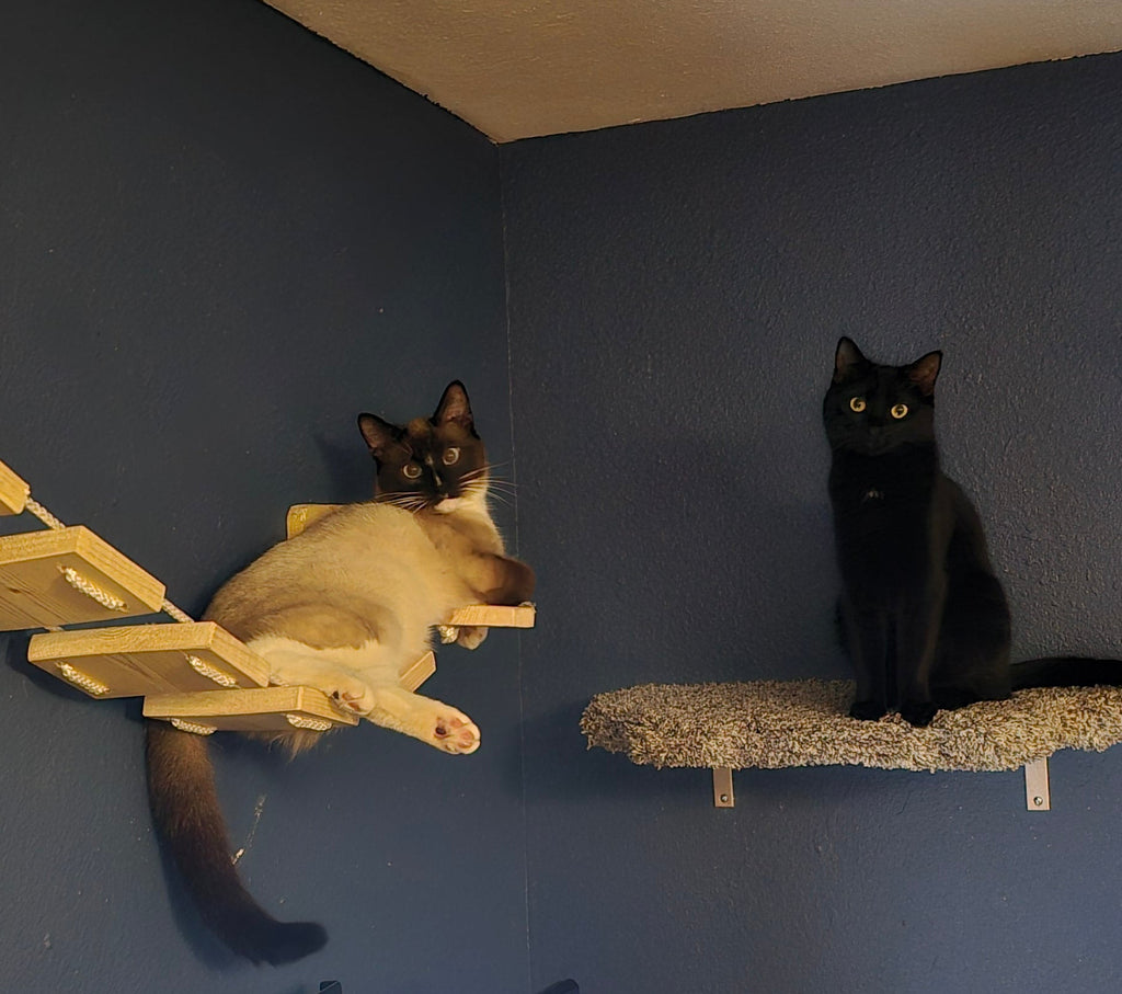Curvy Cat Shelf