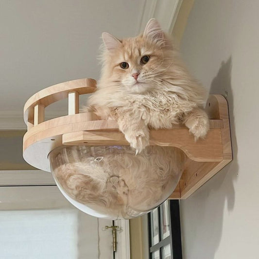 Transparent Bowl Shelf