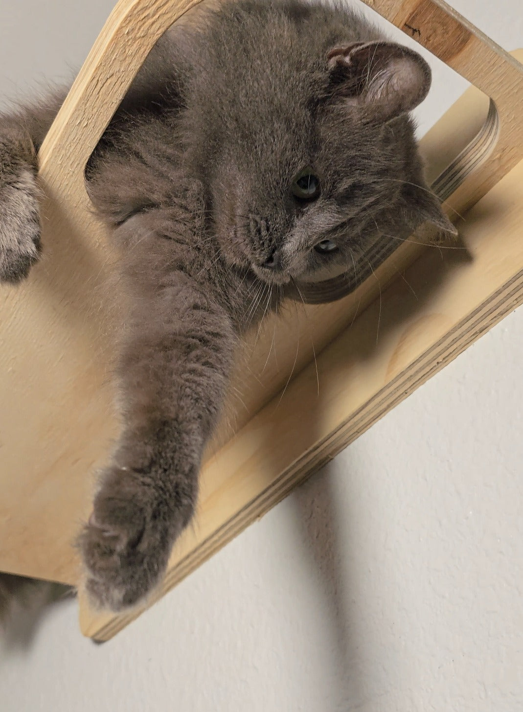 Modern Cat Shelf with Peek-A-Boo Hole